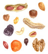 Nuts and dried fruits watercolor set