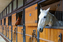 Horses In Stable