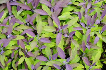 Wall Mural - violet salvia herb