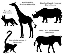 Collection Of Silhouettes Of Animals Living In The Territory Of Africa: Northern Giraffe, Black Rhinoceros, Grevy's Zebra, Ring-tailed Lemur, Fennec Fox