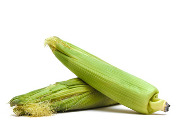 two fresh corn cobs on white background.