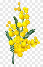Yellow Mimosa Flower Branch Isolated On Transparent Background