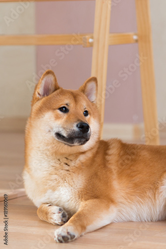 Close Up Of Beautiful Young Red Shiba Inu Puppy Dog Lying Indoor Near Baby Boy Stock Photo Adobe Stock