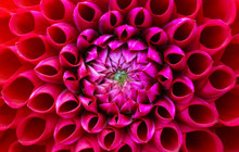 Red And Pink Dahlia Flower Macro Photo. Picture In Colour Emphasizing The Light Pink And Dark Red Colours. Flower Head At The Centre Of The Frame With Perspective From The Top.