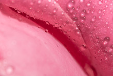 Background Macro Water Drops On Pink Petals.