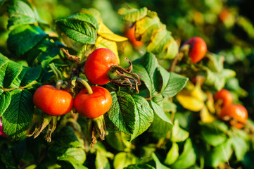 Sticker - Selective focus on ripe cherry tomato branch in the garden