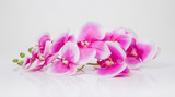 Fototapeta Kwiaty - Pink orchid. Isolated on a White Background.