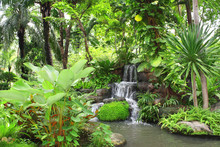 Waterfall In Tropical Garden