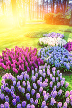 Spring Landscape With Beautiful Colorful  Hyacinths. Nature Background