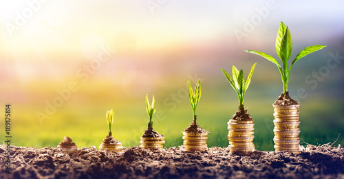 Fotomural Growing Money - Plant On Coins - Finance And Investment Concept