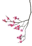 Fototapeta Na ścianę - Plum Blossom in early spring. Located in Plum Blossom Hill, Nanjing, Jiangsu, China.