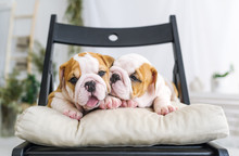 Two Pretty Puppies Of A Bulldog