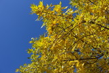 Fototapeta  - Branches of Fraxinus pennsylvanica against the sky in autumn