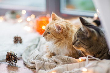 two cats lying on window sill with blanket at home