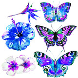 Fototapeta Motyle - beautifu tropical  butterflies and flowers,watercolor,isolated on a white