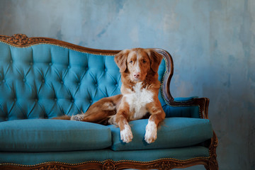 Nova Scotia duck tolling Retriever lying on the sofa