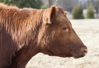 Cow face in profile, red Angus head closeup