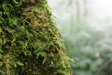 Close Up Of The Trunk Of A Fallen Tree Covered With Moss In The Bright Sunlight