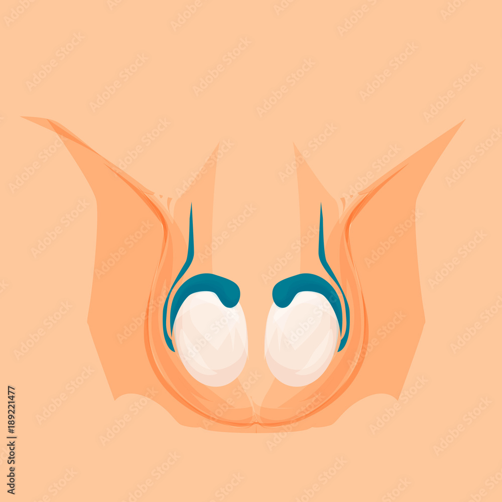 Vasectomy. Male organs, reproductive anatomy Stock Vector | Adobe Stock
