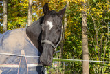 Fototapeta Konie - A horse on a summer pasture