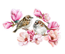 Birds Of Sparrows Sitting On A Blooming Spring Branch Of A Pink Magnolia. Pink Flowers Isolated On White Background. Illustration Watercolor. Template. Card
