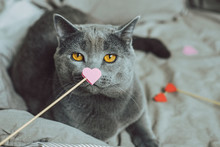 Cute Gray Cat Sitting In Bed With Pink Paper Heart. Selective Focus. Valentines Day Background