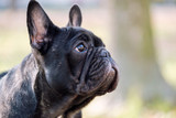 Fototapeta Desenie - The cute French Bulldog