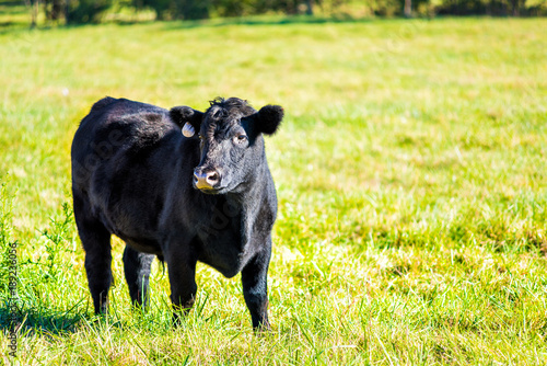 Plakat One black young cow, calf closeup grazing on pasture, green grass in Virginia fa