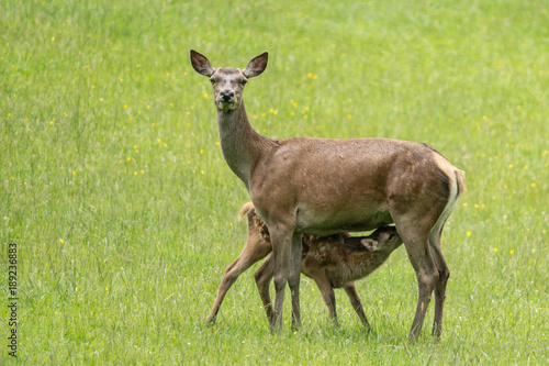 Biche Et Son Faon Stock Photo Adobe Stock Biche Et Son Faon Stock Photo Adobe Stock