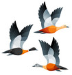 Stylized Birds - Ruddy, Australian and South African Shelducks in flight