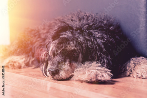 Chinese Crested Dog Chinese Long Haired Crested Dog Lies By The