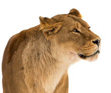Lion, Panthera Leo, Lionesse Portrait On White Background