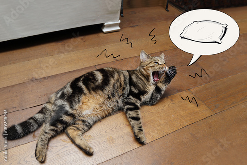Avoir Images Chat Reclamant Coussin En Miaulant Avec Une Bulle De Dessin actualisé par