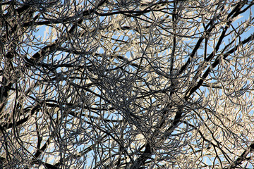 Winter light - frosty trees on a cold sunny winter day