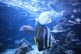 Fototapeta  - Colorful fishes in the aquarium