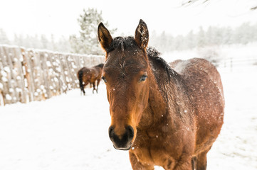 Bay Colt in Snow