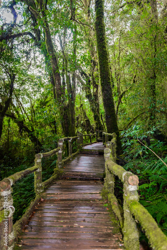  Fototapeta most w dżungli   schody-i-most-w-dzungli