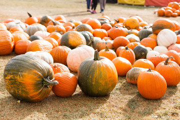 pumpkin patch