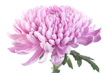 Purple Chrysanthemum Flower Head