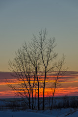 Wall Mural - Sunset Highlighting Bare Trees