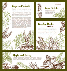 Wall Mural - Vector organic spices and herbs seasonings sketch