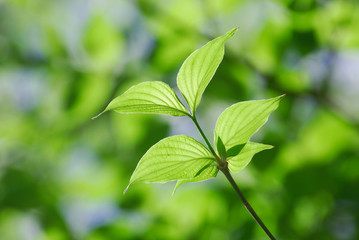 Fresh growing green tree leaves in spring