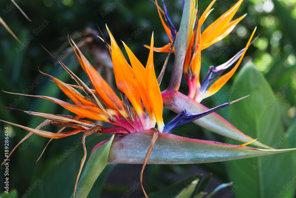Exotic colorful Bird of paradise flower in Kirstenbosch botanical garden, Cape Town, South Africa - obrazy, fototapety, plakaty 