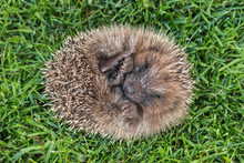 European Hedgehog Rolled Up In Ball Lying On Grass