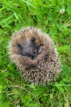 Closeup Of Baby Hedgehog Curled Up In Ball On Grass