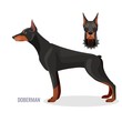 Gorgeous doberman with dark smooth fur stands in profile
