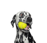 Fototapeta Koty - Cute dalmatian dog holding a ball in the mouth. Isolated on white