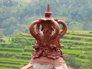 Beautiful rice fields in Bali, view of the rice field, green rice field, color of nature in Bali, beautiful landscape