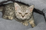 Fototapeta Koty - a small kitten in a pet store