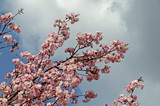 Blossom japanese cherry branch, beautiful spring flowers for background, Sofia, Bulgaria 